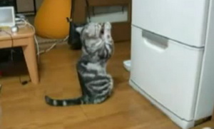 Прикол с котом – котэ молится на холодильник