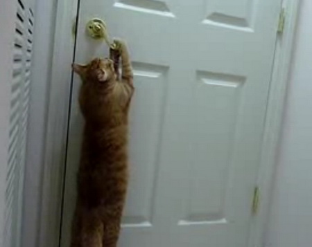 Кот сам открывает дверь