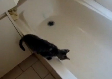 Кот упал в ванну